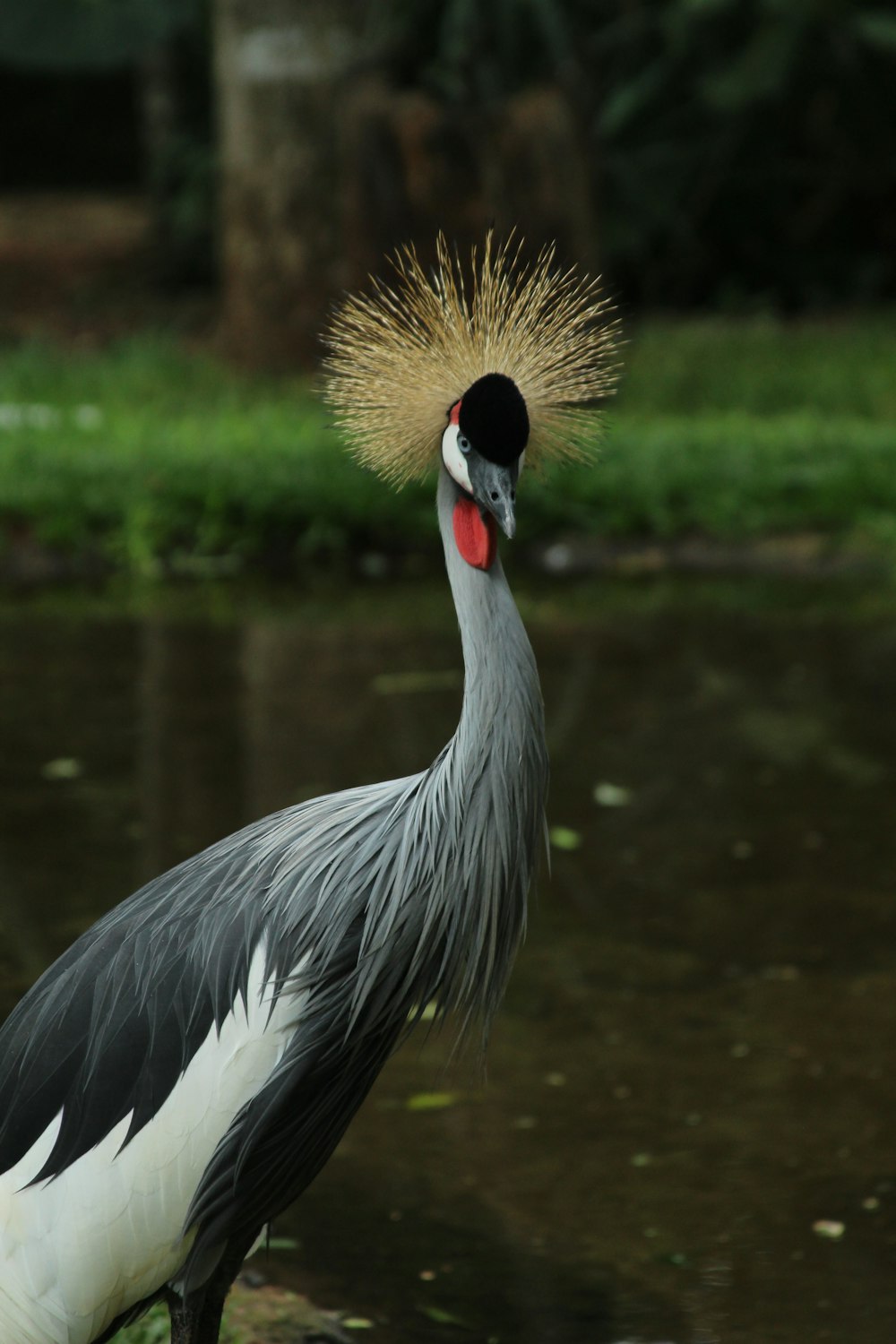 gray and white bird