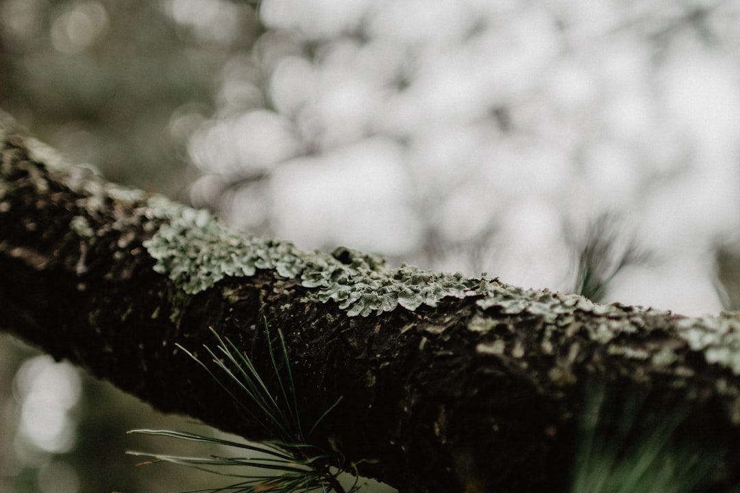 selective focus photography of tree branch