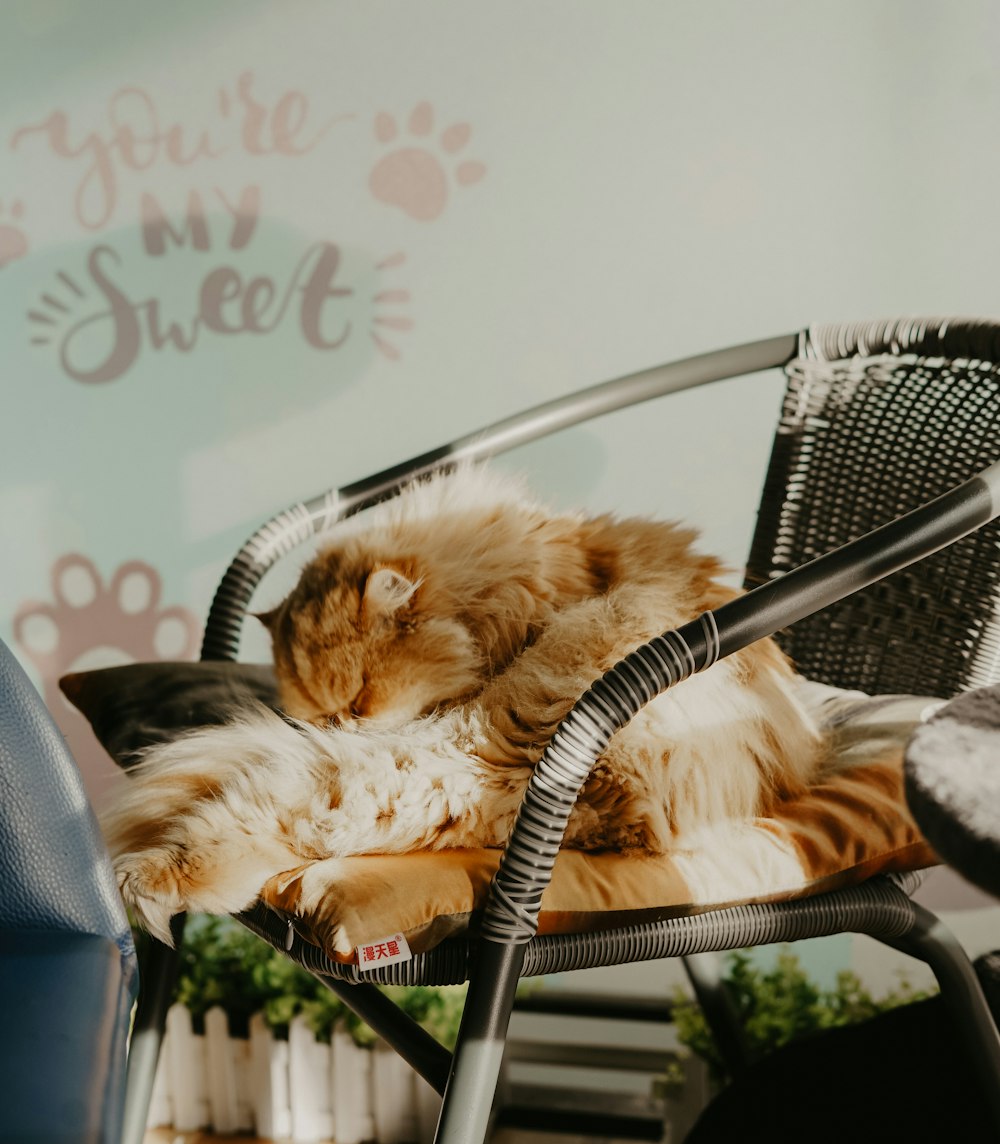 brown cat sitting on grey armchair