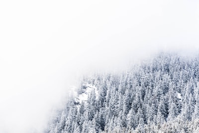 thick fogs hovering over snow covered pine trees hd google meet background