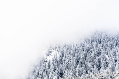 thick fogs hovering over snow covered pine trees hd zoom background