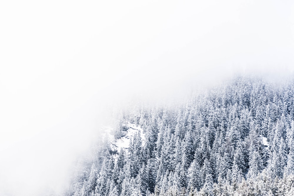 Dichter Nebel schwebt über schneebedeckten Kiefern