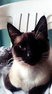 A Siamese cat with striking blue eyes and dark facial markings sits comfortably on a light gray fabric. Its ears are perked up, and the background features a white plastic chair and a teal wall.