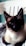 A Siamese cat with striking blue eyes and dark facial markings sits comfortably on a light gray fabric. Its ears are perked up, and the background features a white plastic chair and a teal wall.