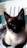 A Siamese cat with striking blue eyes and dark facial markings sits comfortably on a light gray fabric. Its ears are perked up, and the background features a white plastic chair and a teal wall.