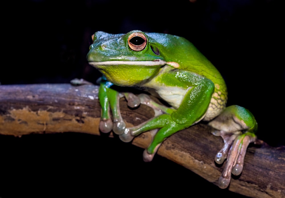 green frog on branch
