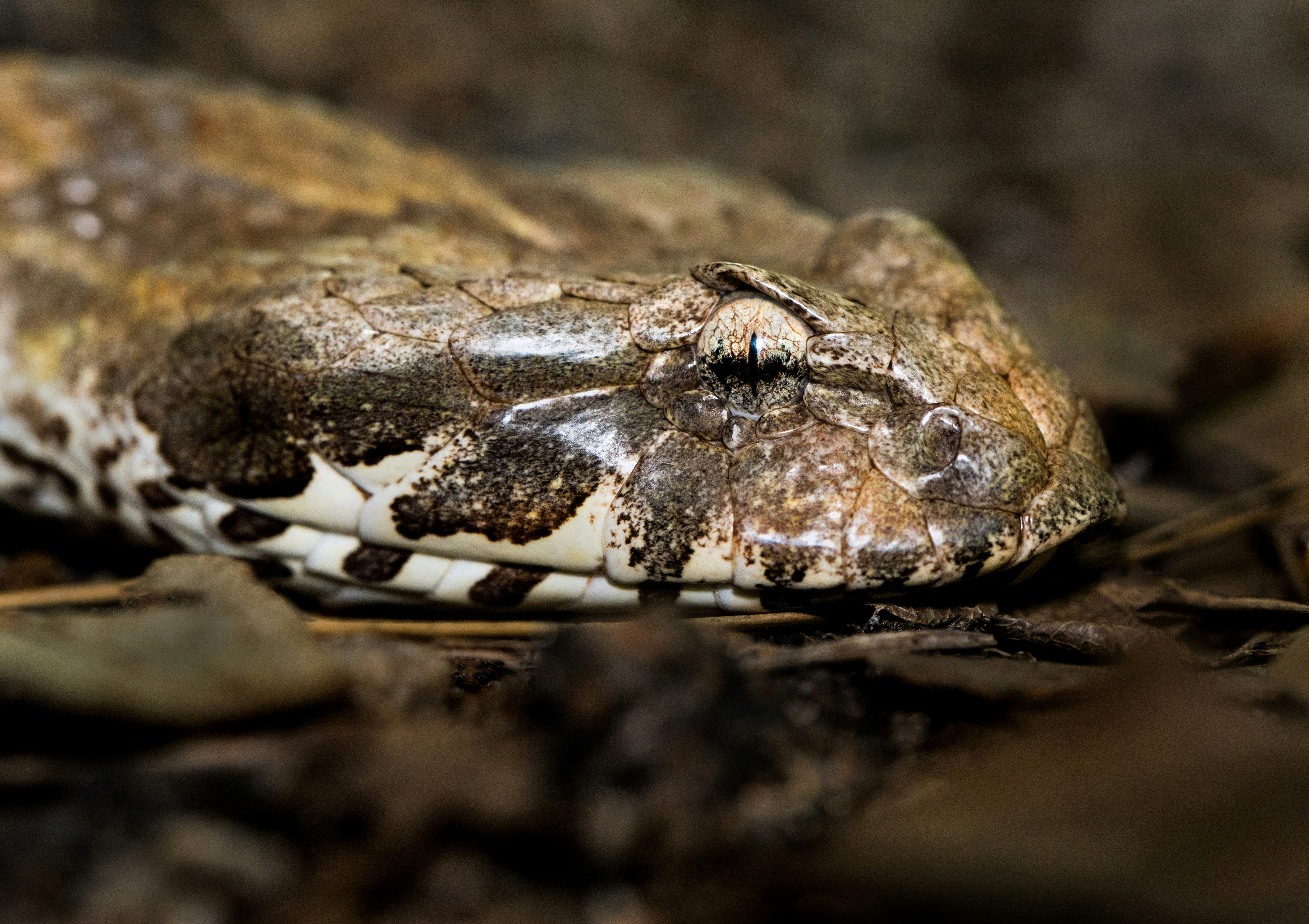 Macro photo showing the veins in the eye of an Australian Death Adder. These snakes are not actually adders, but are in the elapid group of snakes which includes cobras, mambas, taipans, tiger snakes, etc. They do however occupy the same ecological niche and dry habitats as some of the smaller adder species in Africa and Asia, and small pit vipers in the Americas.