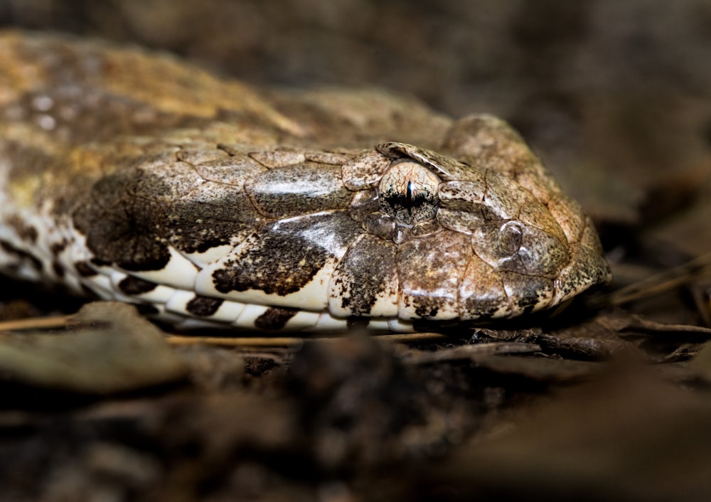 Messa a fuoco selettiva foto serpente grigio