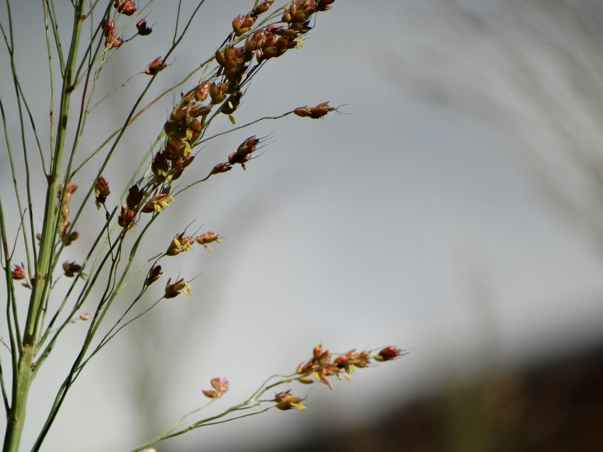 An intimate close-up of delicate details in nature, showcasing textures and subtle colors in a minimalist style.