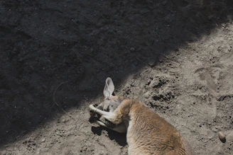 A close-up of a kangaroo resting in the shade beside a dusty trail.