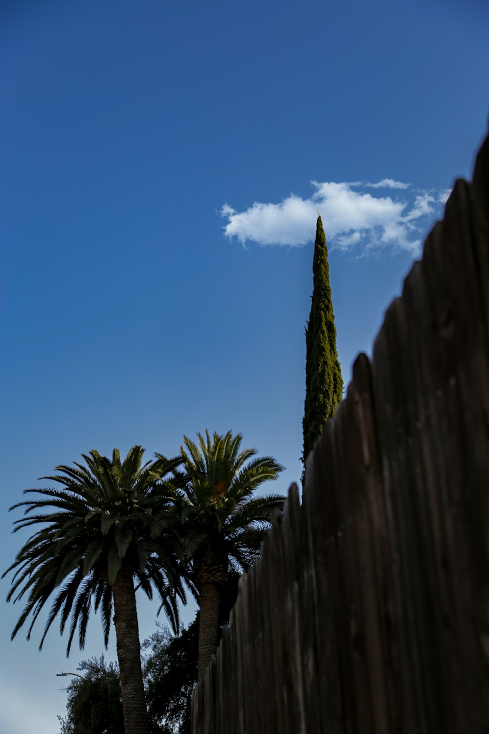 green trees near wooden fence