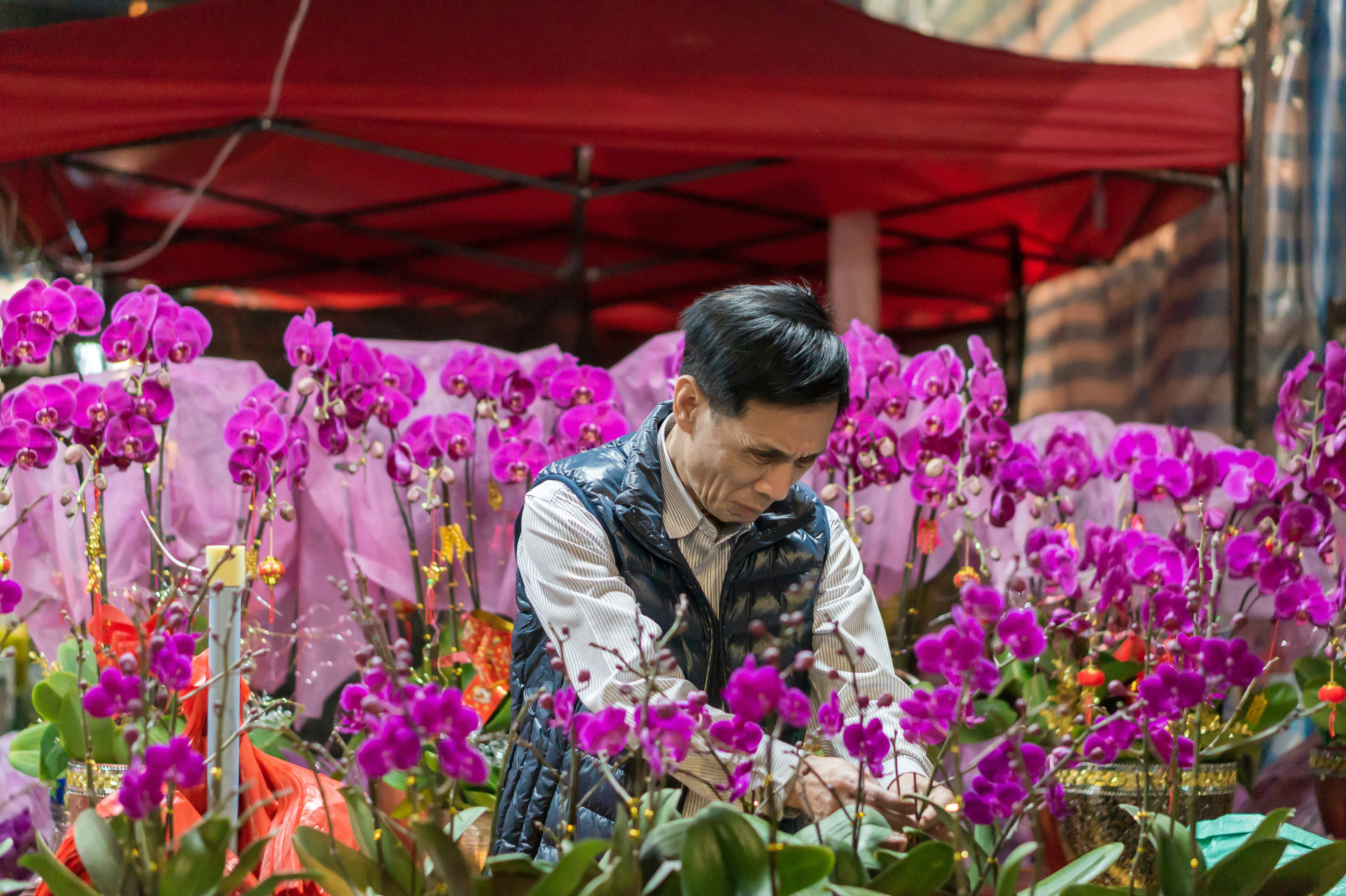 A florist wearing a blue vest tends to a dense display of vibrant purple Phalaenopsis orchids at a bustling market stall. The scene is set under a red canopy, typical of a Lunar New Year flower market.