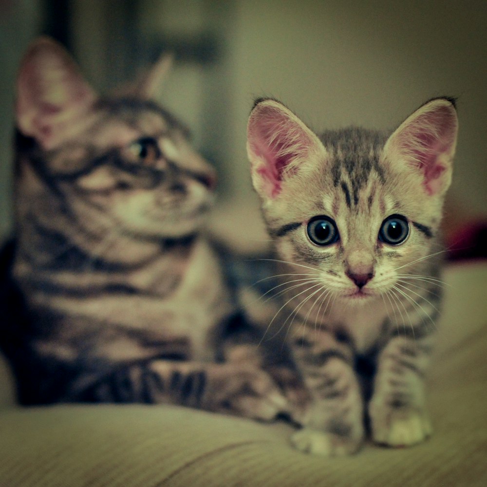 a couple of cats sitting on top of a bed