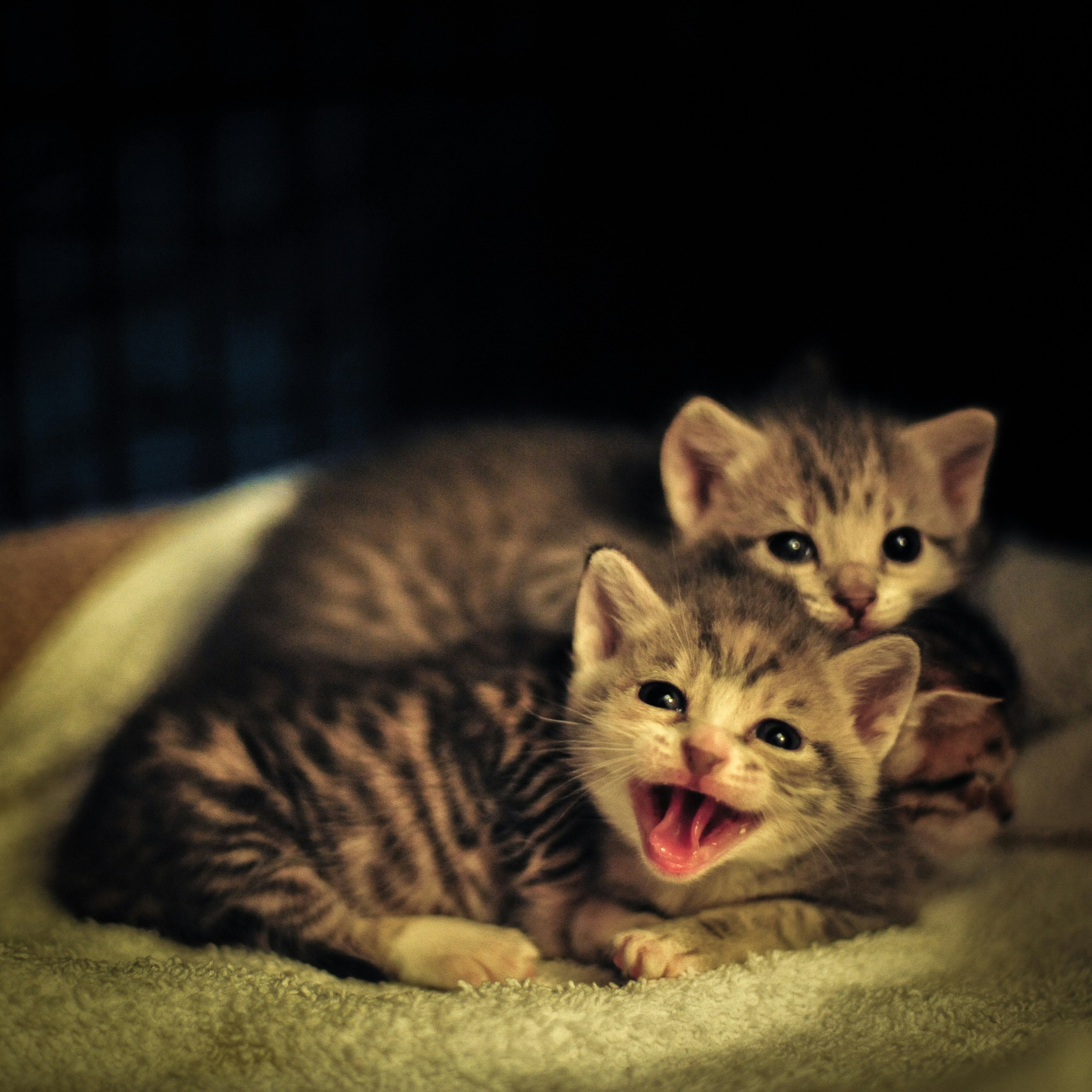 tabby kittens