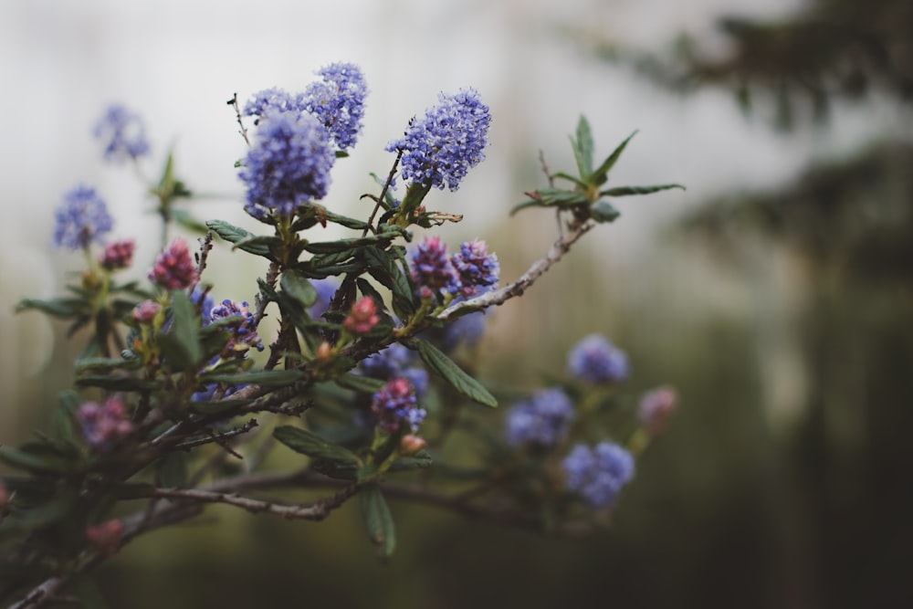 selective focus photo of purple-petaled flower