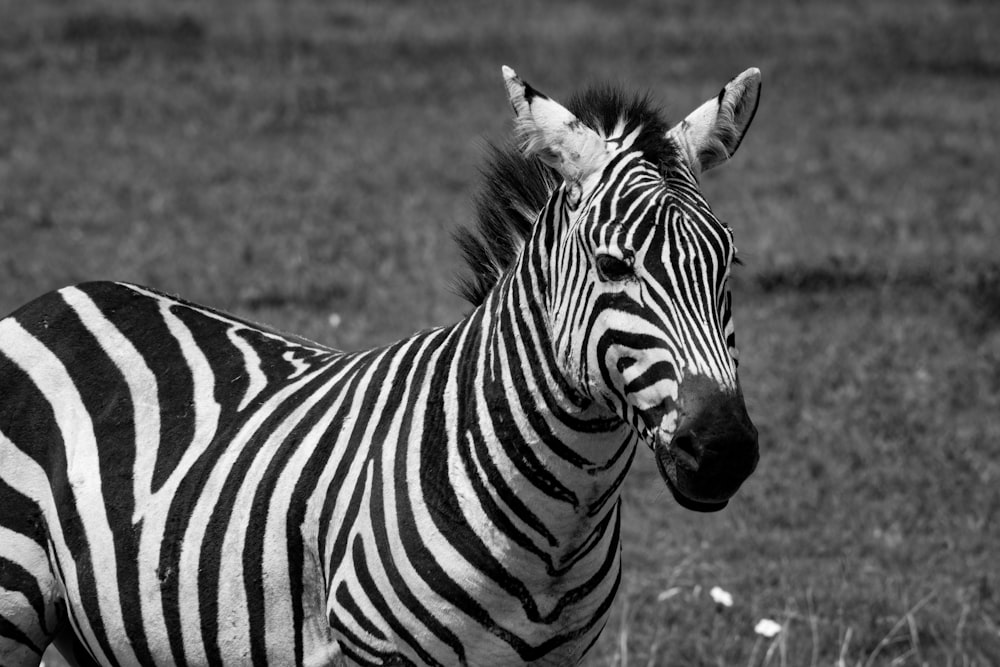 greyscale photography of Zebra during daytime