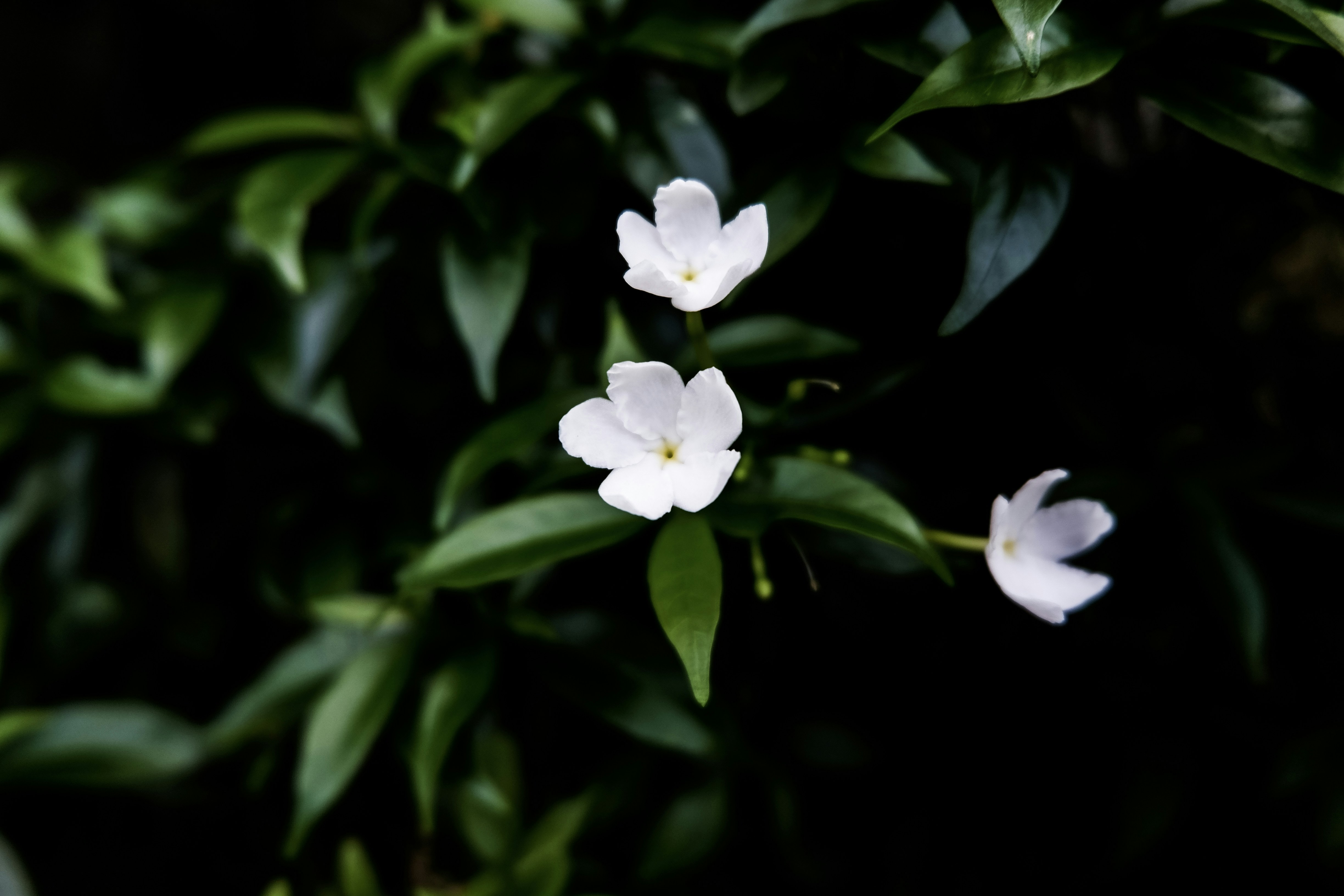 Photo by huy_sprout14