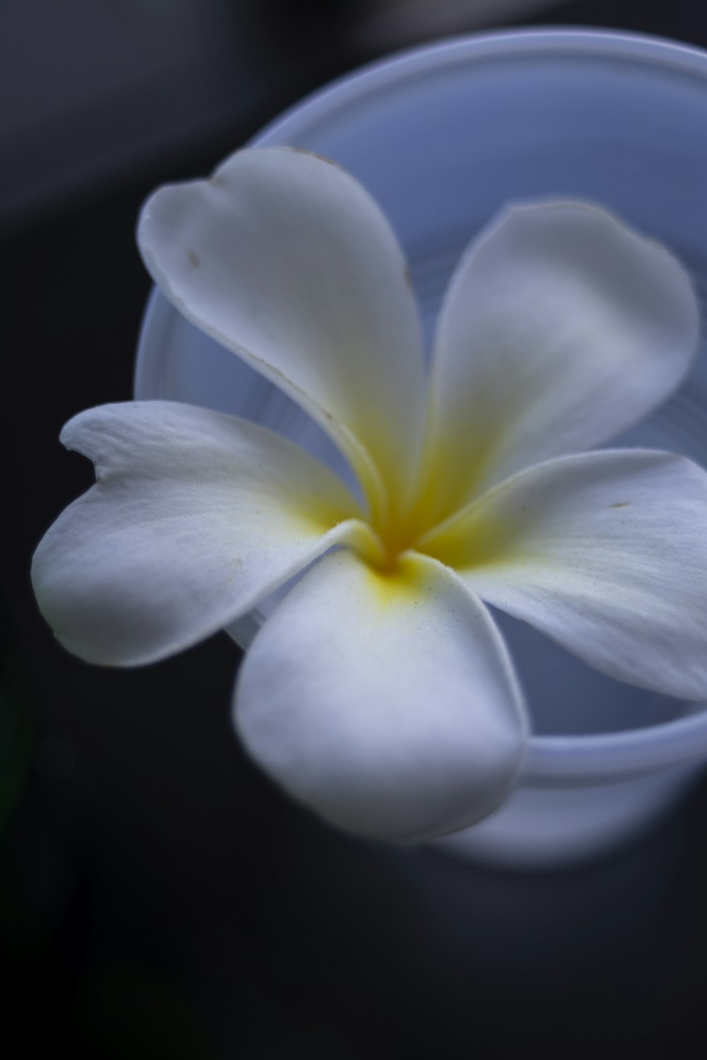 Nahaufnahme einer weißblättrigen Blume