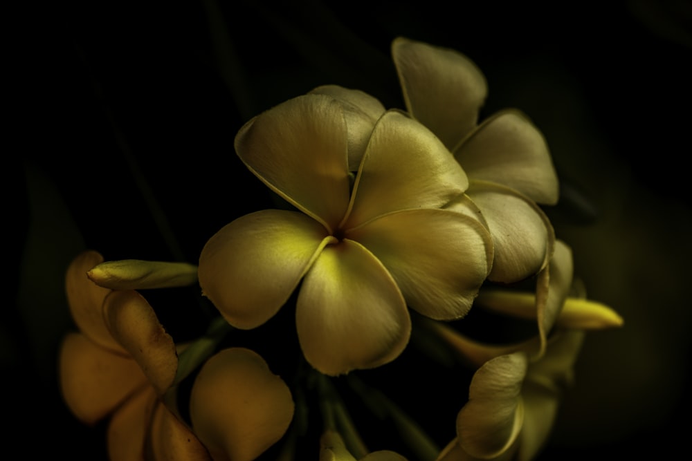 노란색 5 꽃잎 꽃의 근접 촬영 사진
