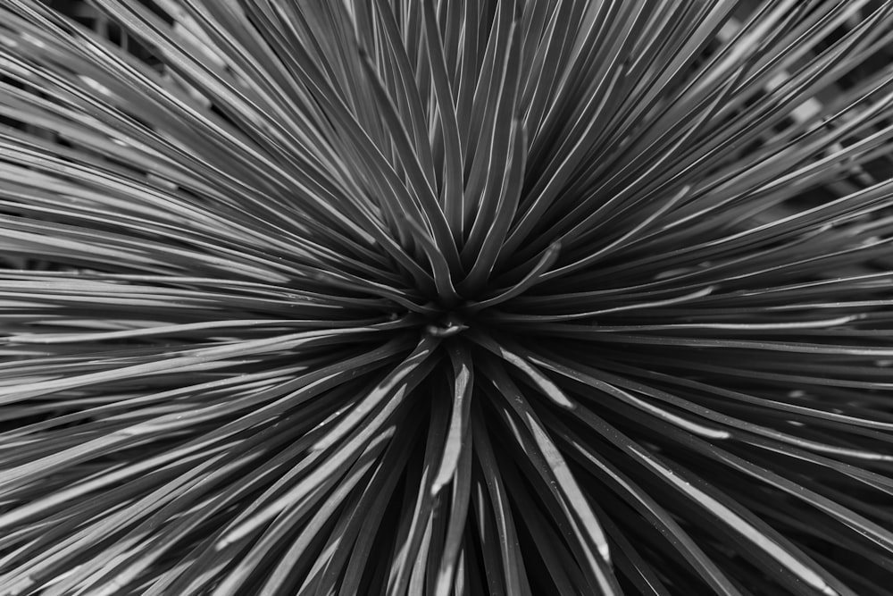 closeup and greyscale photography of sword leaf plant