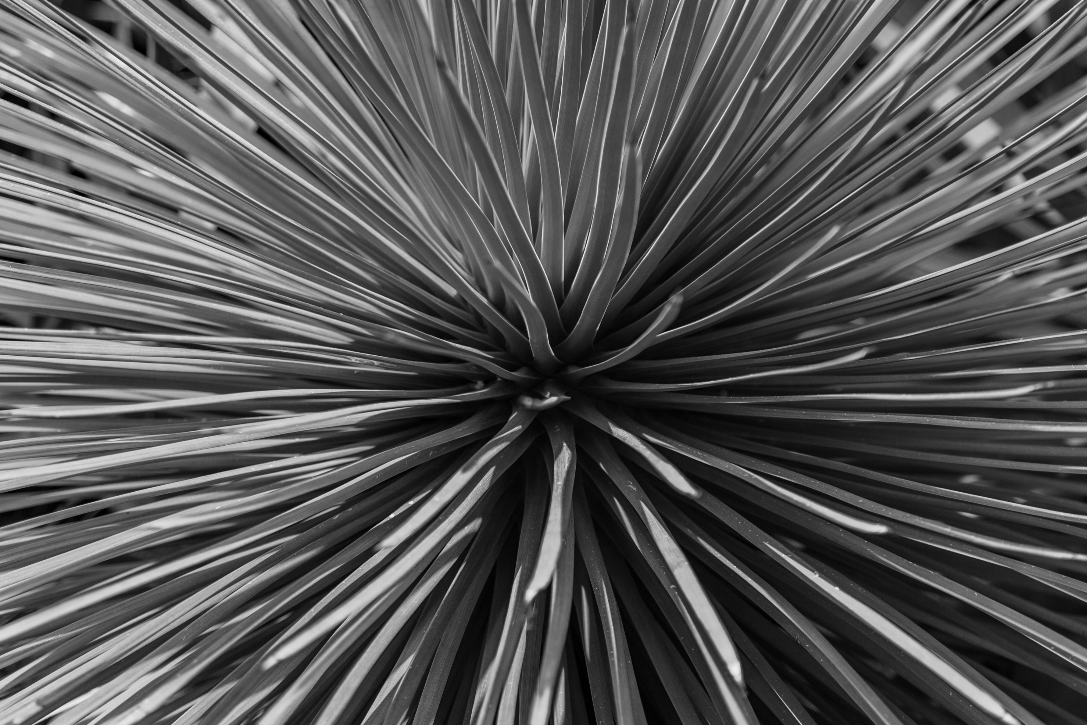 closeup and greyscale photography of sword leaf plant