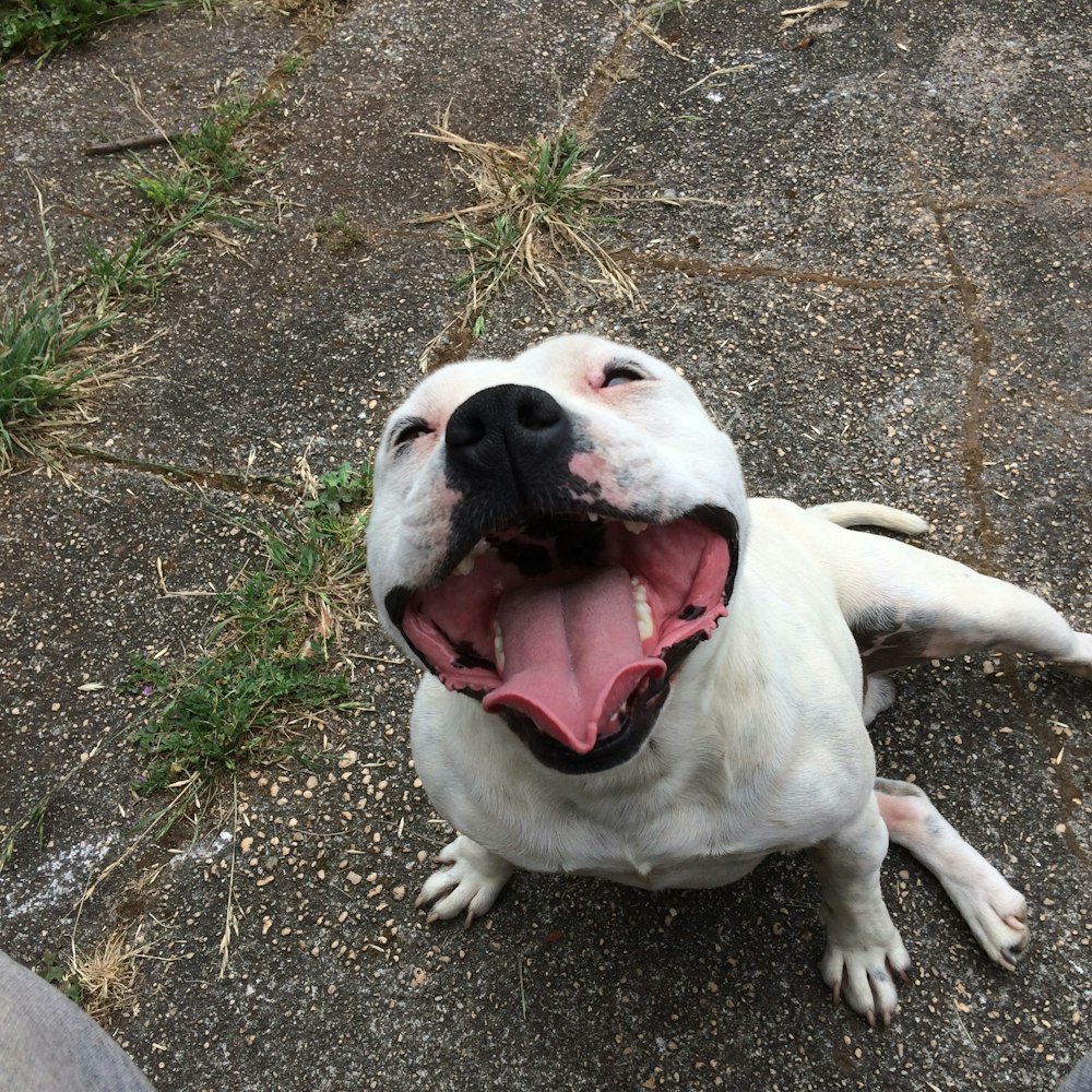 adult white American Bully