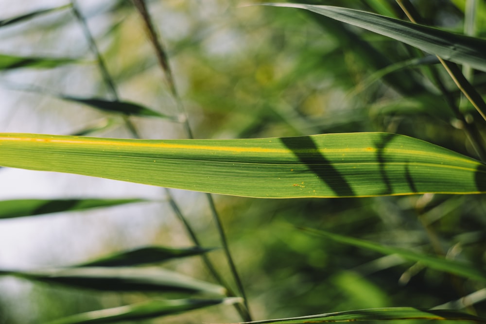 green-leafed plant