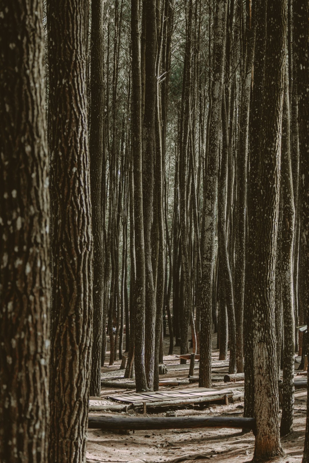 gray scale photo of tall trees