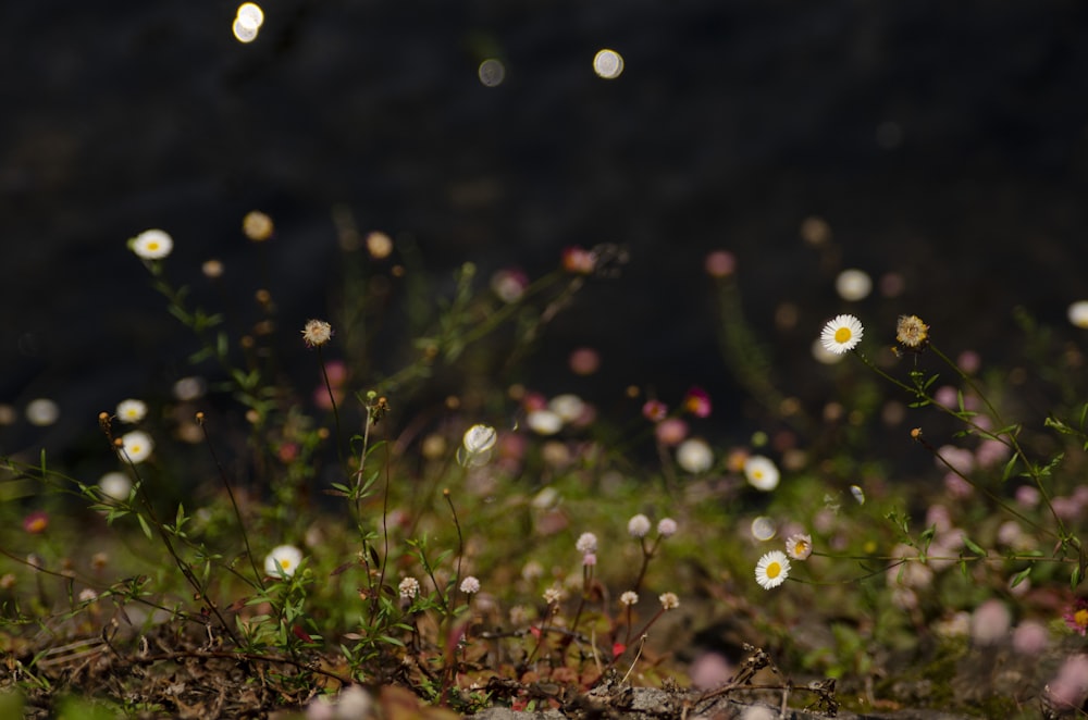 photo of white daisy flowers