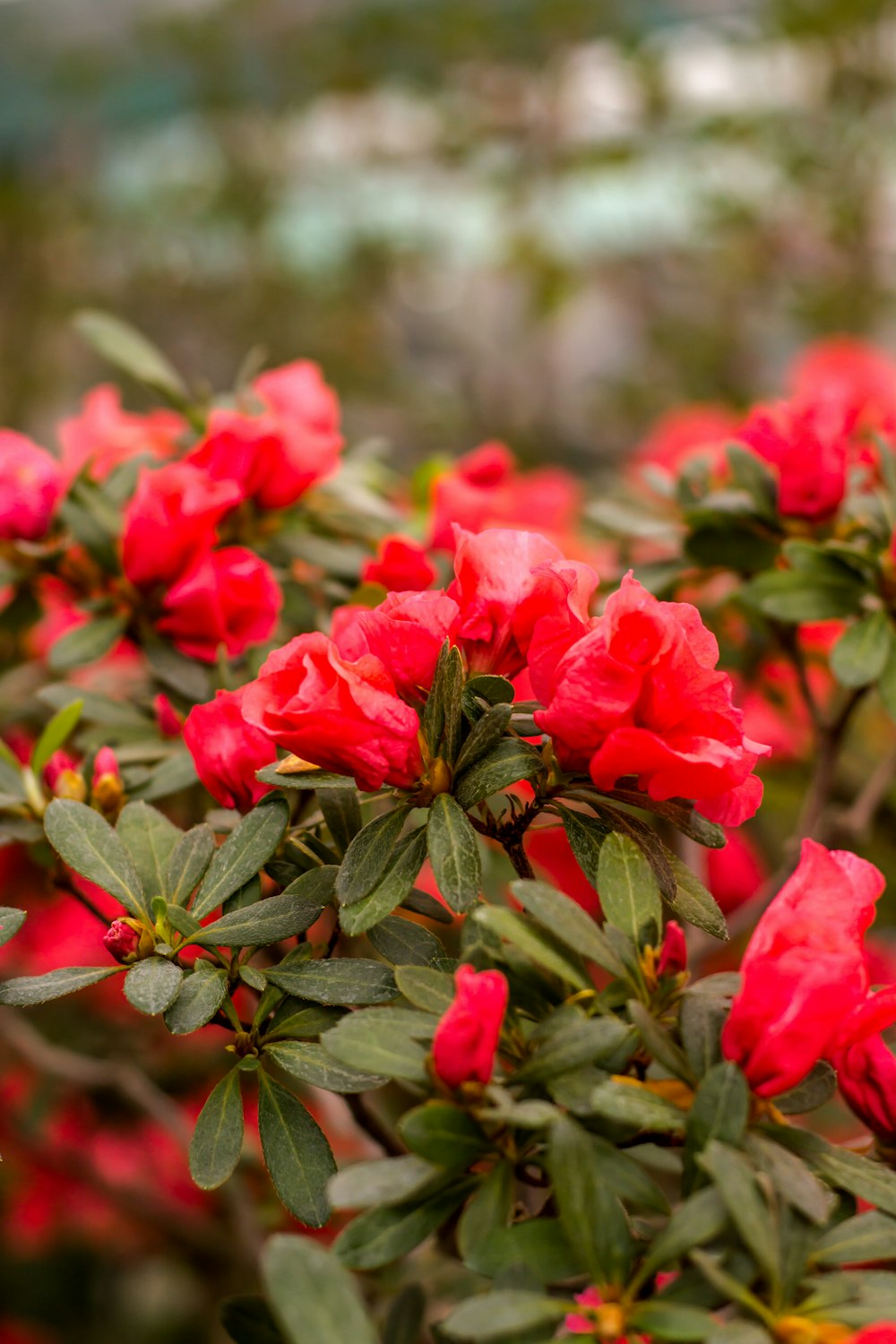 selective focus photography of red flowers