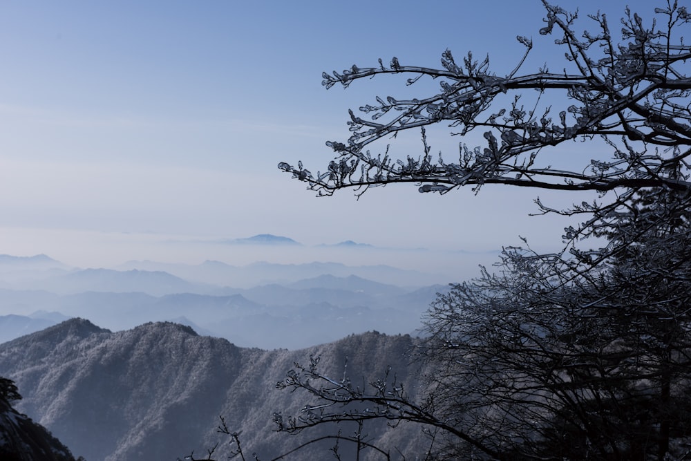 leafless trees near mountain ranges