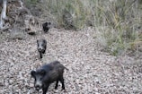 Wild boars charging through the underbrush, dust rising in their wake.