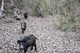 Wild boars crossing a forest road causing potential traffic hazards.