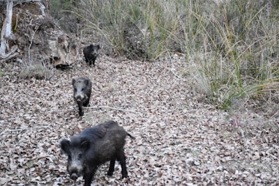 Wild boars crossing a forest road causing potential traffic hazards.