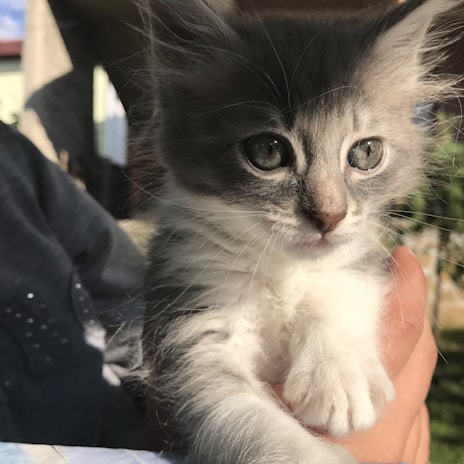 A close-up of a fluffy kitten being gently held by a child.