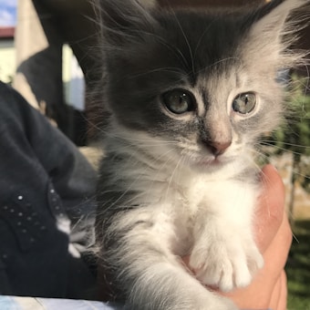 A fluffy, grey and white kitten with striking eyes is being gently held in a person's hand. The kitten appears relaxed and curious, with soft lighting highlighting its fur.