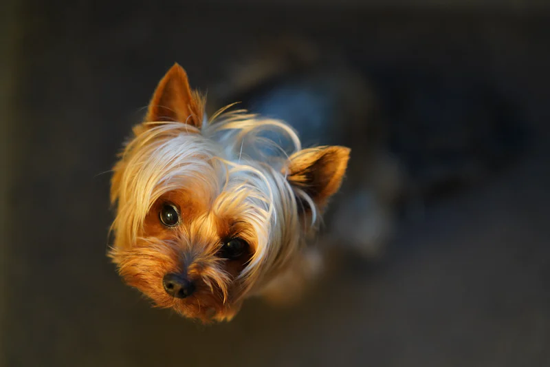 Dikkatle oturan küçük Yorkshire Terrier