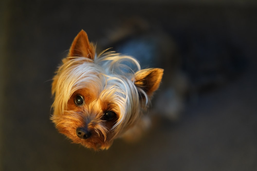 茶色の長い髪の犬