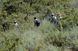 A group trekking through a lush jungle trail with backpacks and hats.