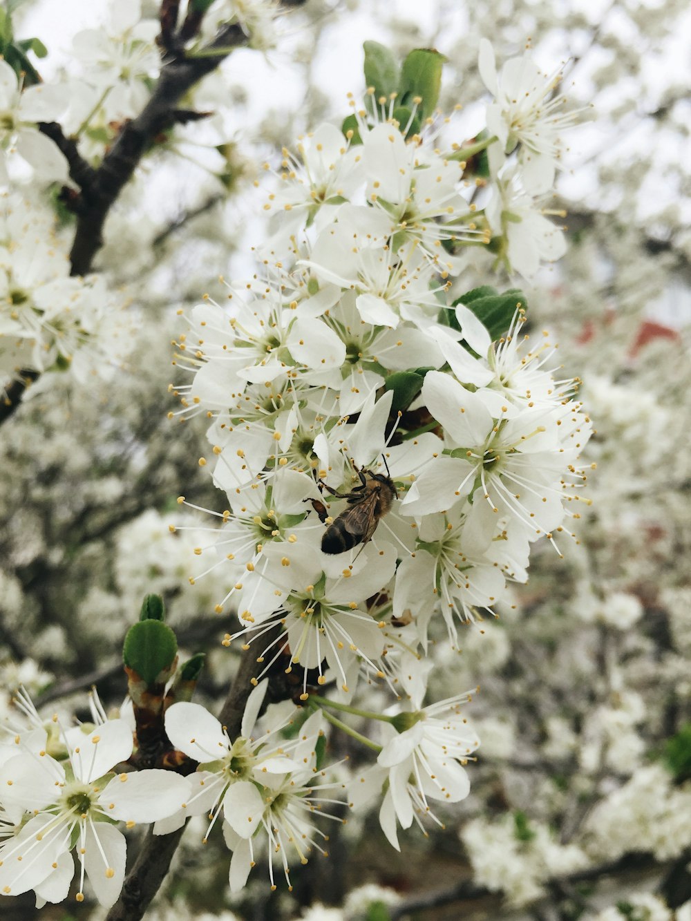 white petaled flowers