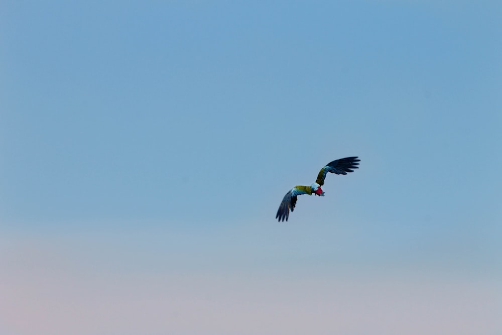 focus photography of black bird on sky