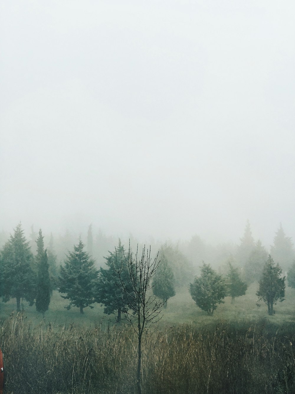 grey fog over plains with pine trees