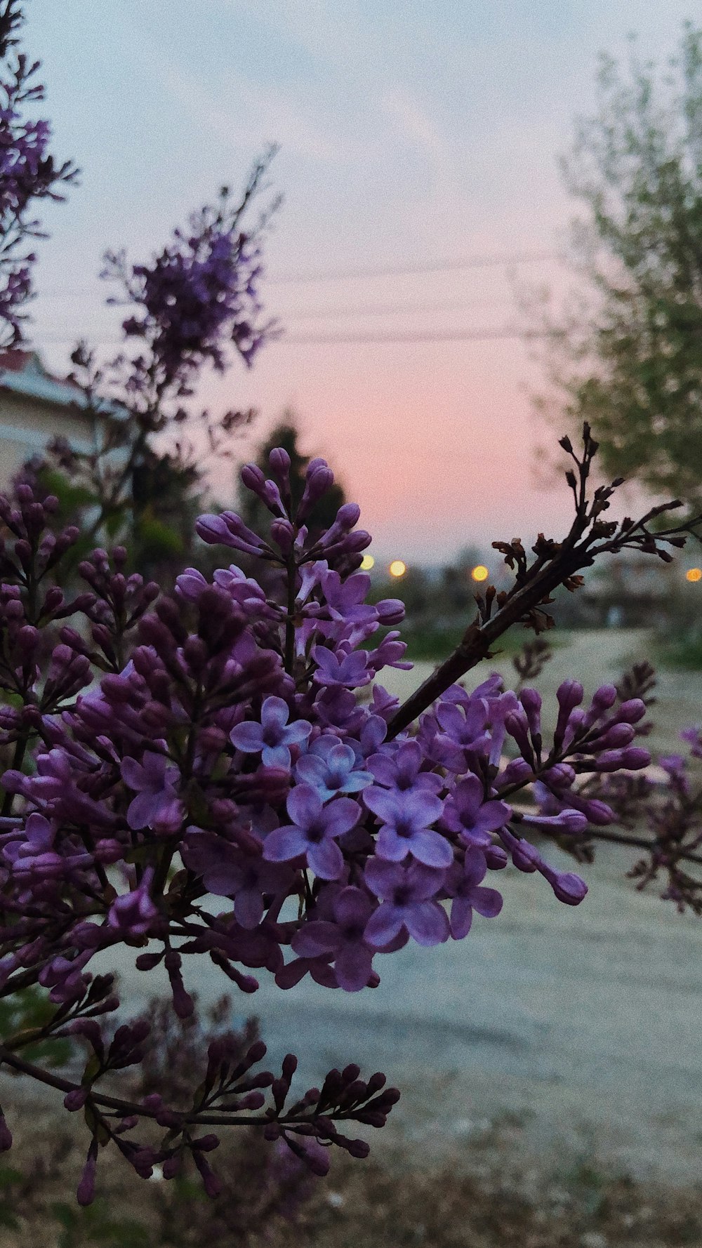 purple-petaled flower