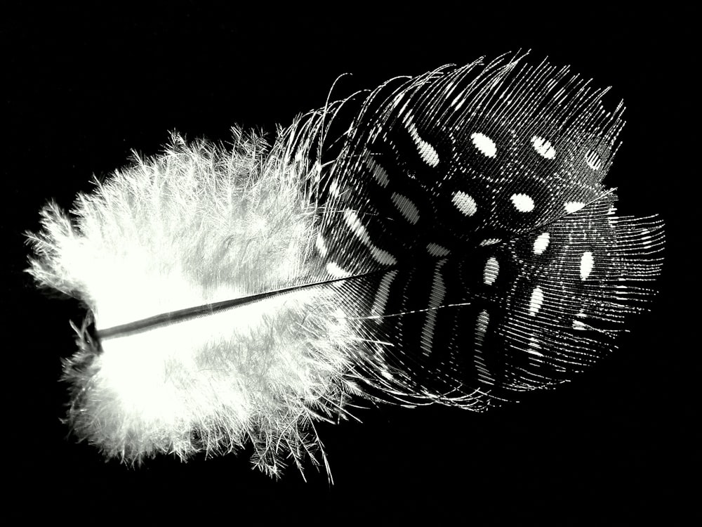 grayscale photo of peacock feather