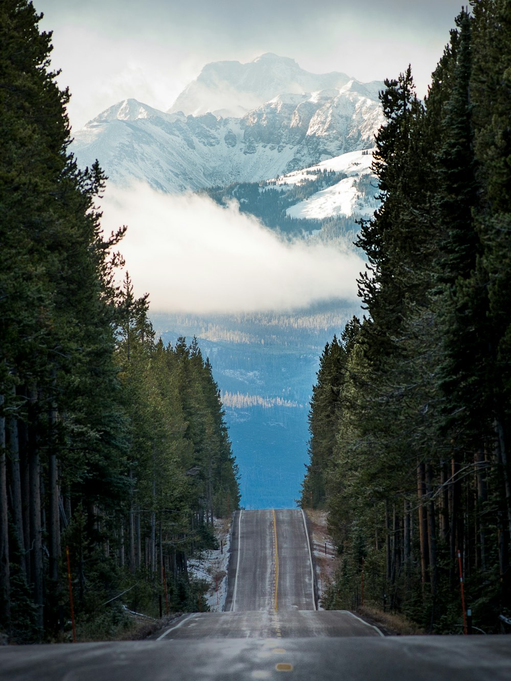 landscape photography of empty straight road with treelines