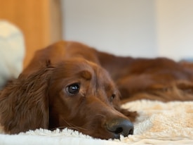 A brown dog lies comfortably on a light-colored, fluffy surface. Its eyes appear calm and slightly thoughtful, as it rests its head sideways. The focus is primarily on the dog