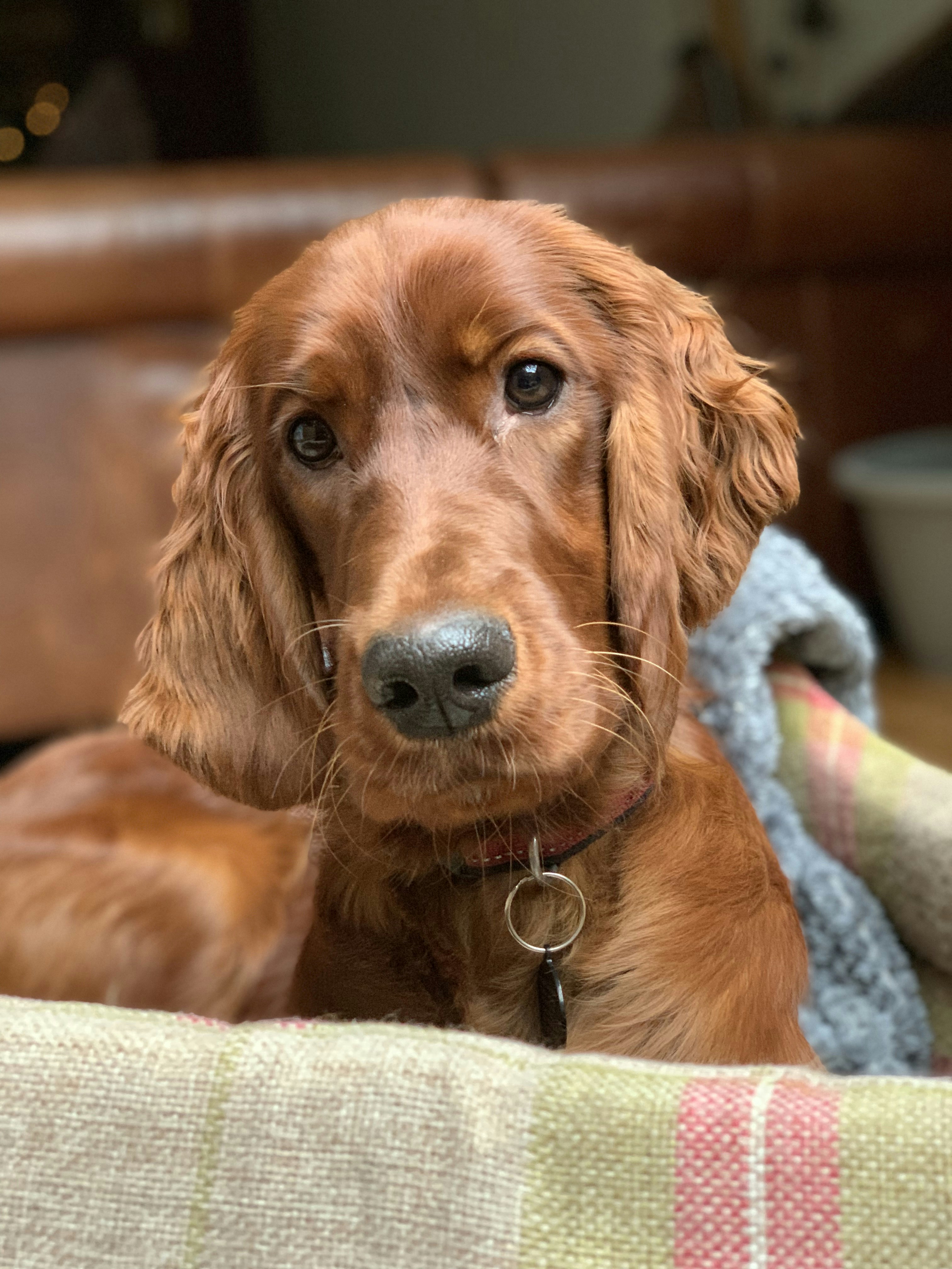 What Type of Dog is an Irish Setter? (All You Need to Know