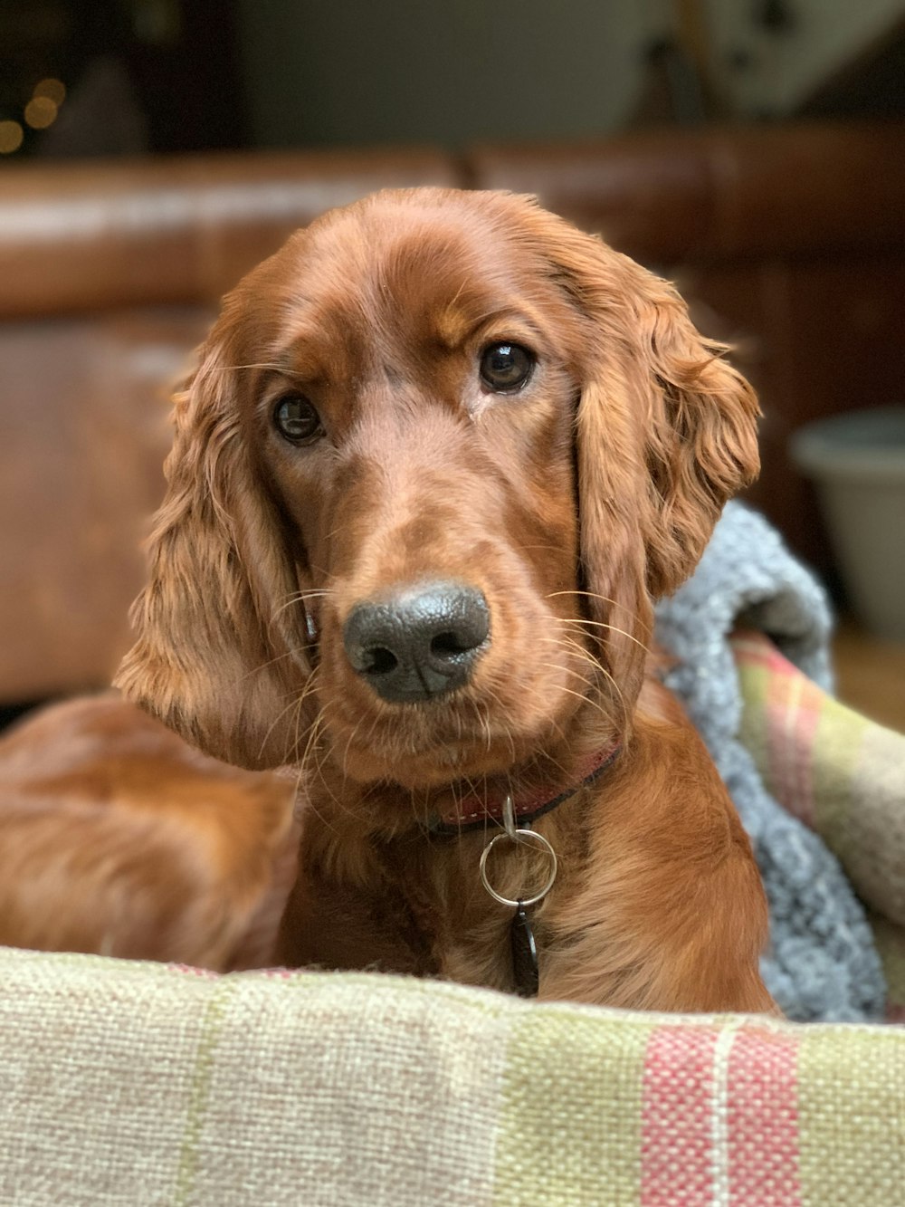 cane da compagnia all'interno della gabbia