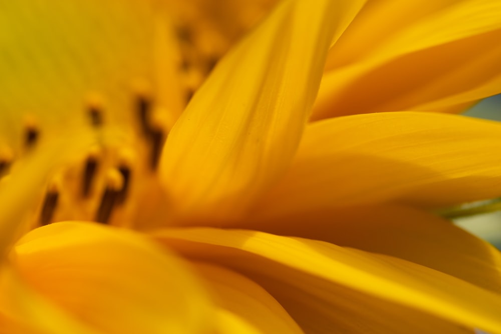 a close up view of a yellow flower