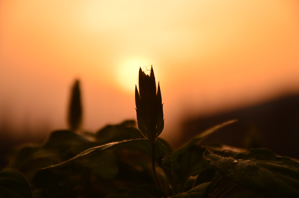 the sun is setting behind a plant with leaves